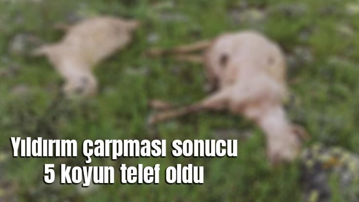 Yıldırım Çarpması Sonucu 5 Koyun Telef Oldu