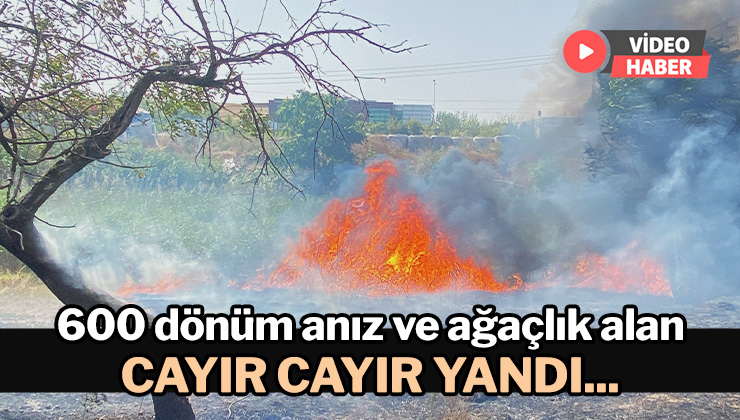 600 Dönüm Anız Ve Ağaçlık Alan Cayır Cayır Yandı