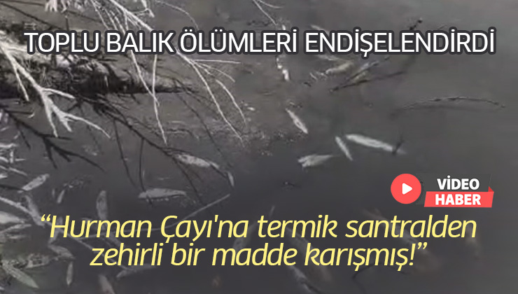 Hurman Çayı’Nda Toplu Balık Ölümleri Vatandaşları Endişelendirdi