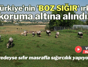 Türkiye’Nin ‘Boz Sığır’ Irkı Koruma Altına Alındı