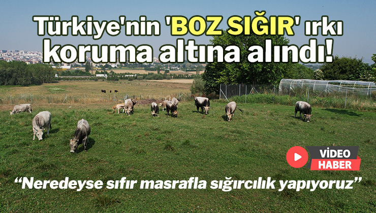 Türkiye’Nin ‘Boz Sığır’ Irkı Koruma Altına Alındı