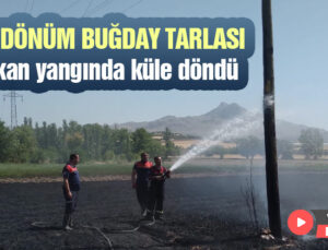 40 Dönüm Buğday Tarlası Yangında Küle Döndü