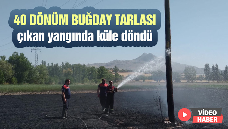 40 Dönüm Buğday Tarlası Yangında Küle Döndü