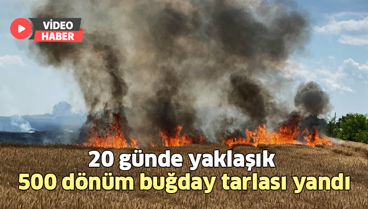 20 Günde Yaklaşık 500 Dönüm Buğday Tarlası Yandı