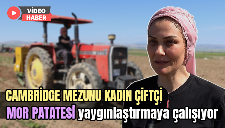 Cambridge Mezunu Çiftçi, Mor Patatesi Anadolu’da Yaygınlaştırmaya Çalışıyor