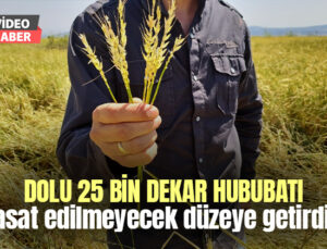 Dolu 25 Bin Dekar Hububatı Hasat Edilmeyecek Düzeye Getirdi