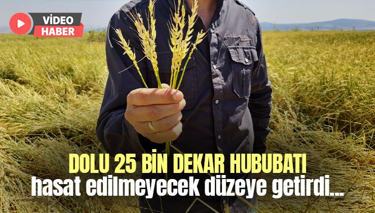 Dolu 25 Bin Dekar Hububatı Hasat Edilmeyecek Düzeye Getirdi