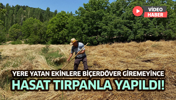 Yere Yatan Ekinlere Biçerdöver Giremeyince Tırpanlar Sahneye Çıktı