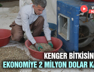 Kenger Bitkisinden Kentin Ekonomisine 2 Milyon Dolar Katkı