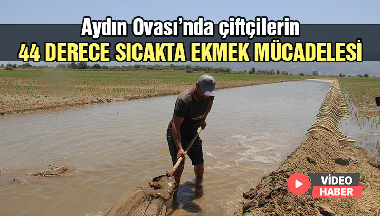 Aydın Ovası’nda Çiftçilerin 44 Derece Sıcakta Ekmek Mücadelesi