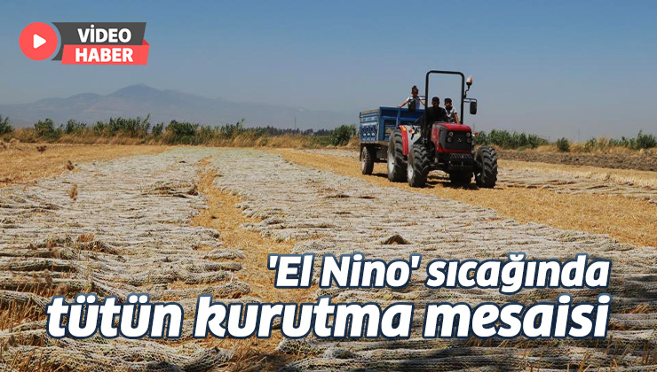 ‘El Nino’ Sıcağında Zorlu Tütün Kurutma Mesaisi