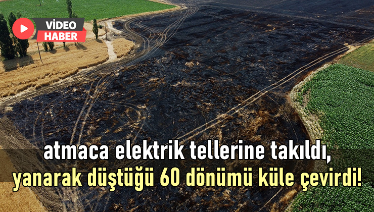 Atmaca Elektrik Tellerine Takıldı, Yanarak Düştüğü 60 Dönümü De Küle Çevirdi