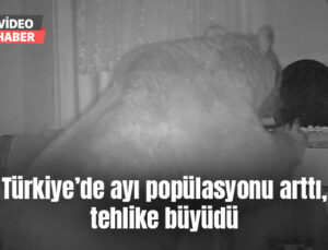 Türkiye’de Ayı Popülasyonu Arttı, Tehlike Büyüdü