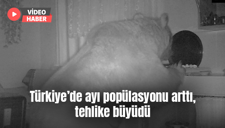 Türkiye’de Ayı Popülasyonu Arttı, Tehlike Büyüdü