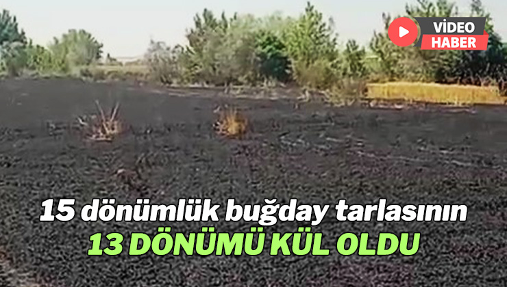 15 Dönümlük Buğday Tarlasının 13 Dönümü Kül Oldu