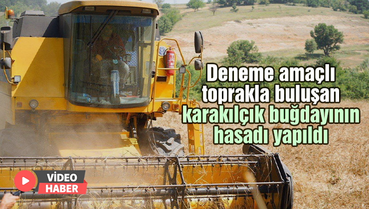 Deneme Amaçlı Toprakla Buluşan Karakılçık Buğdayının Hasadı Yapıldı