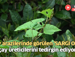 Çay Arazilerinde Görülen Sargı Otu Çay Üreticisini Tedirgin Ediyor