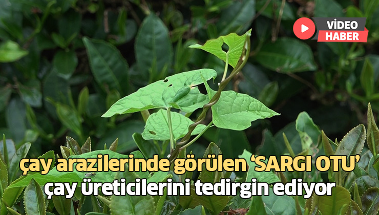 Çay Arazilerinde Görülen Sargı Otu Çay Üreticisini Tedirgin Ediyor