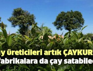 Çay Üreticileri Artık Çaykur’a Ait Fabrikalara Da Çay Satabilecek