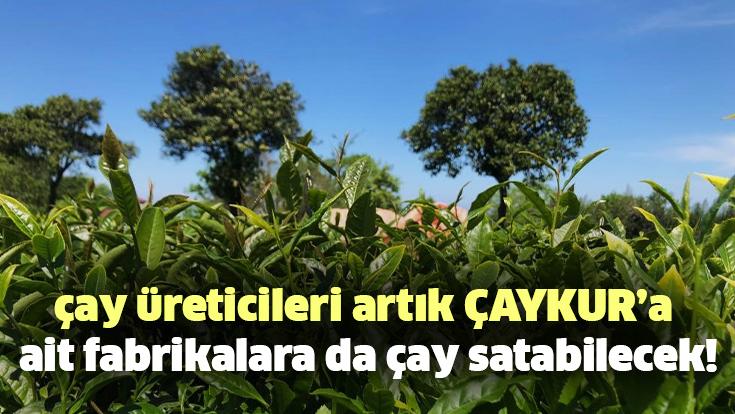 Çay Üreticileri Artık Çaykur’a Ait Fabrikalara Da Çay Satabilecek