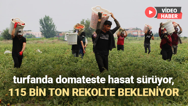 Turfanda Domateste Hasat Sürüyor, 115 Bin Ton Rekolte Bekleniyor