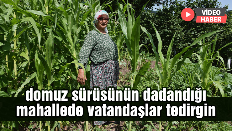 Domuz Sürüsünün Dadandığı Mahallede Vatandaşlar Tedirgin