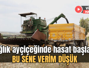 Stratejik Ürün Olan Yağlık Ayçiçeğinde Hasat Başladı