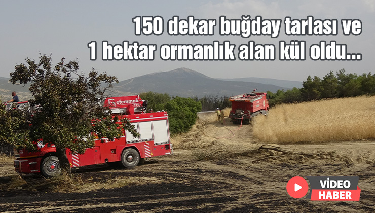 150 Dekar Buğday Tarlası Ve 1 Hektar Ormanlık Alan Kül Oldu