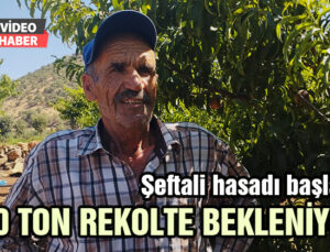 Şeftali Hasadı Başladı: 40 Ton Rekolte Bekleniyor