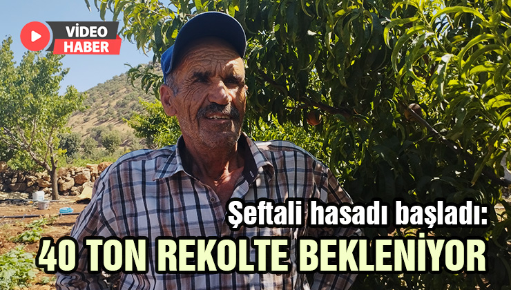 Şeftali Hasadı Başladı: 40 Ton Rekolte Bekleniyor