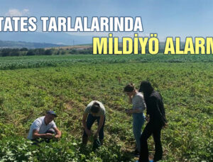 Patates Tarlalarında Mildiyö Alarmı!