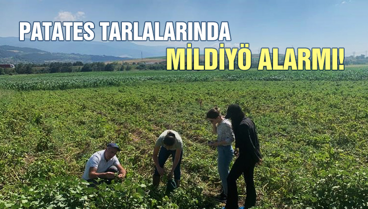 Patates Tarlalarında Mildiyö Alarmı!