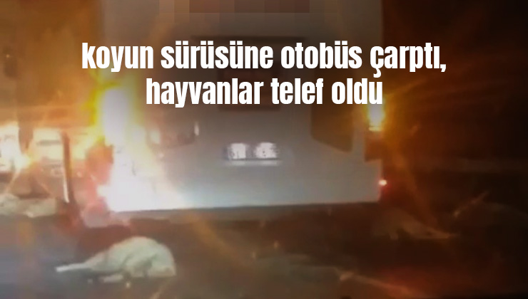 Koyun Sürüsüne Otobüs Çarptı, Hayvanlar Telef Oldu