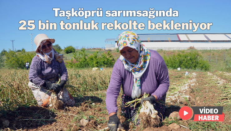 Taşköprü Sarımsağında 25 Bin Tonluk Rekolte Bekleniyor