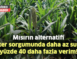 Mısırın Alternatifi Şeker Sorgumunda Daha Az Suyla Yüzde 40 Daha Fazla Verim!