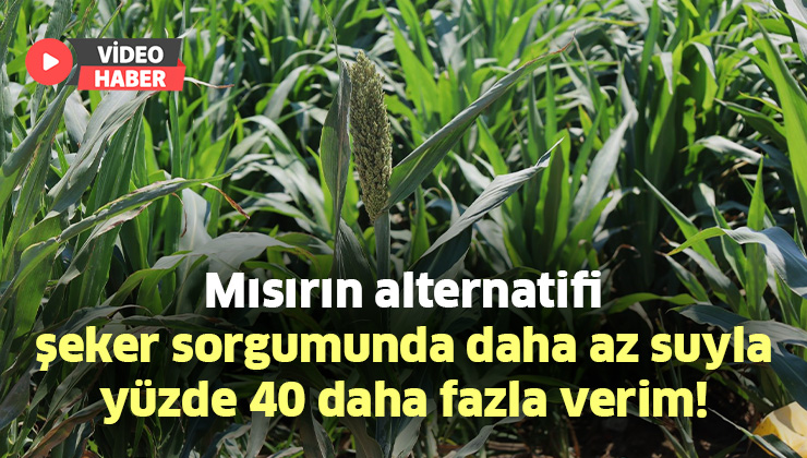 Mısırın Alternatifi Şeker Sorgumunda Daha Az Suyla Yüzde 40 Daha Fazla Verim!