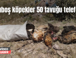 Başıboş Köpekler 50 Tavuğu Telef Etti