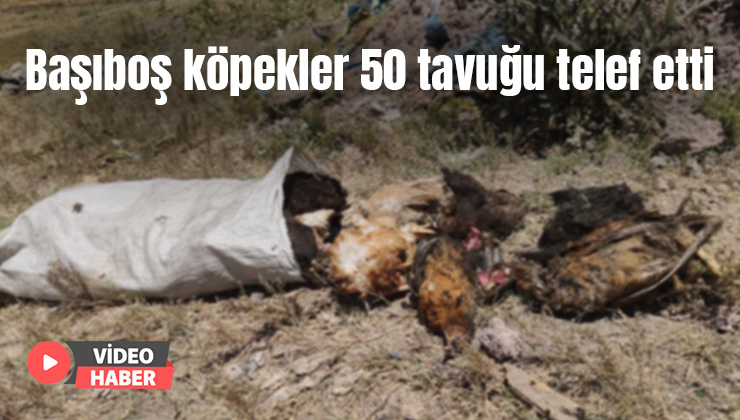 Başıboş Köpekler 50 Tavuğu Telef Etti