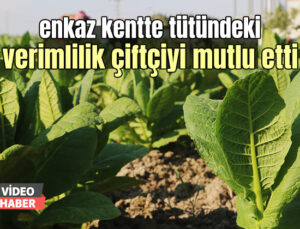 Enkaz Kentte Tütündeki Verimlilik Çiftçiyi Mutlu Etti