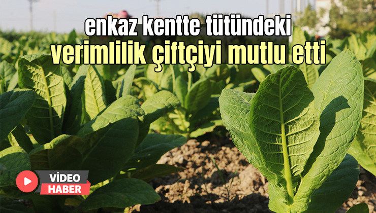 Enkaz Kentte Tütündeki Verimlilik Çiftçiyi Mutlu Etti