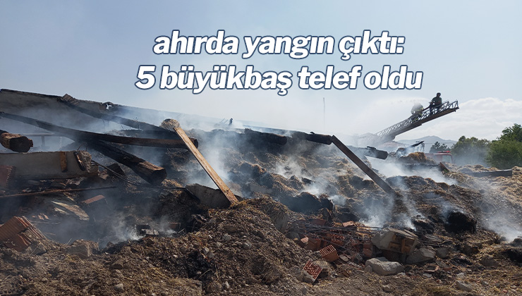 Ahırda Yangın Çıktı: 5 Büyükbaş Telef Oldu