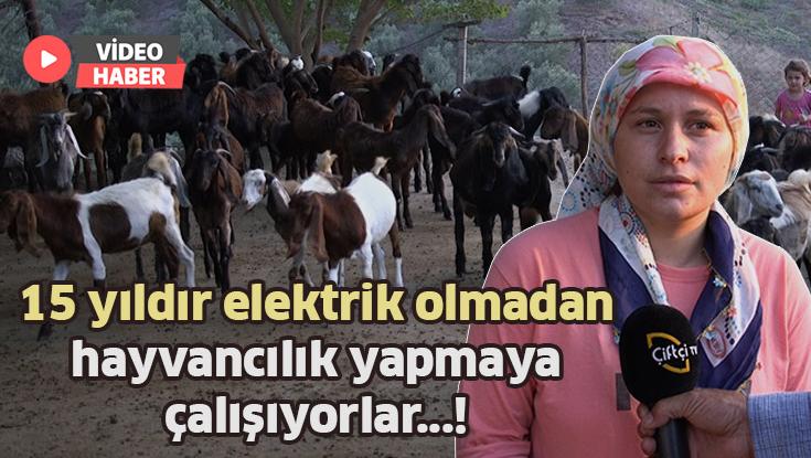 15 Yıldır Elektriksiz Bir Şekilde Hayvancılık Yapmaya Çalışıyorlar!