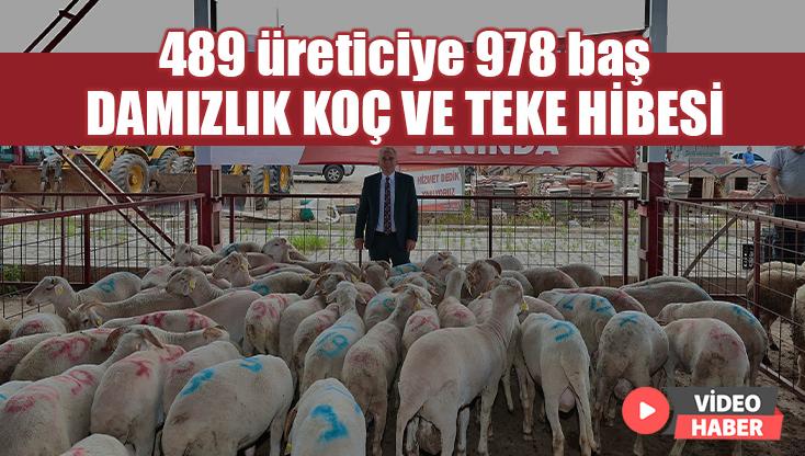 489 Üreticiye 978 Adet Damızlık Koç Ve Teke Hibe Edildi