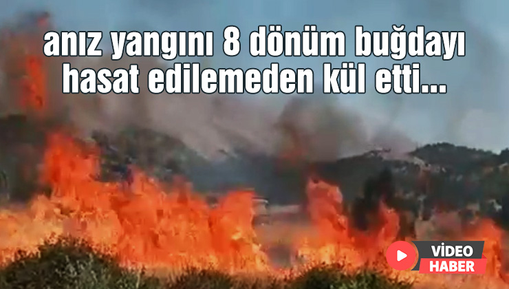 Anız Yangını 8 Dönüm Buğdayı Hasat Edilemeden Kül Etti