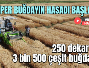 Süper Buğdayın Hasadı Başladı