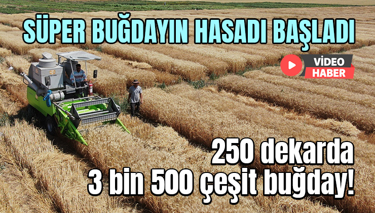 Süper Buğdayın Hasadı Başladı