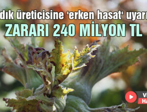 Fındık Üreticisine ‘Erken Hasat’ Uyarısı: Zararı 240 Milyon Tl