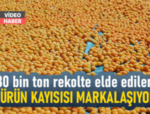 30 Bin Ton Rekolte Elde Edilen Gürün Kayısısı Markalaşma Yolunda Ilerliyor