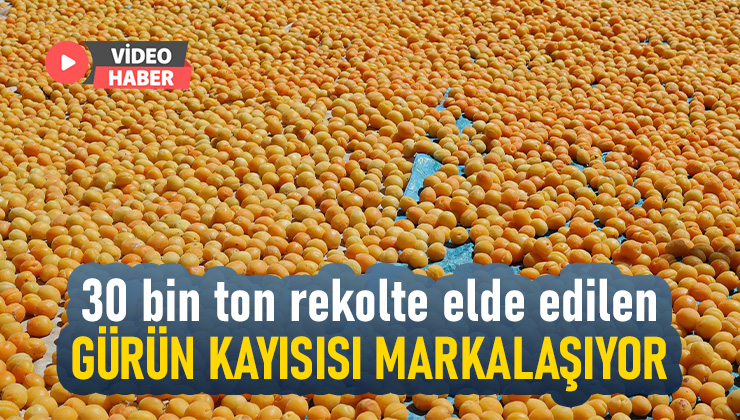 30 Bin Ton Rekolte Elde Edilen Gürün Kayısısı Markalaşma Yolunda Ilerliyor