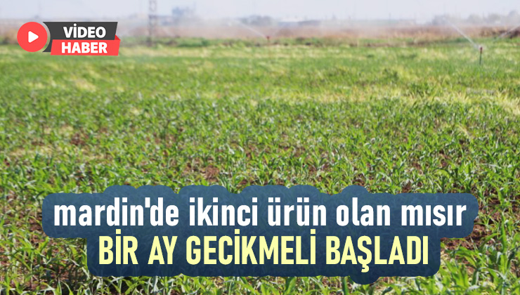 Mardin’De Ikinci Ürün Olan Mısır Bir Ay Gecikmeli Ekildi